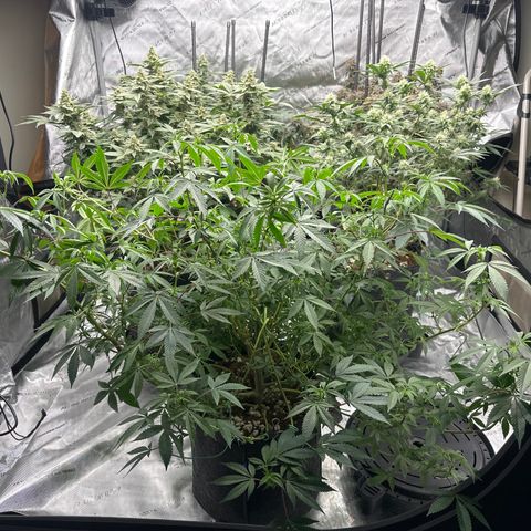 BB growlog timeline photo