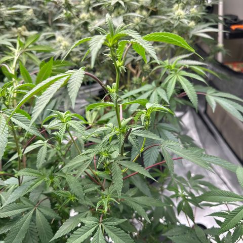BB growlog timeline photo