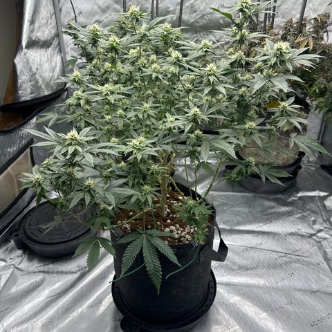JD growlog timeline photo