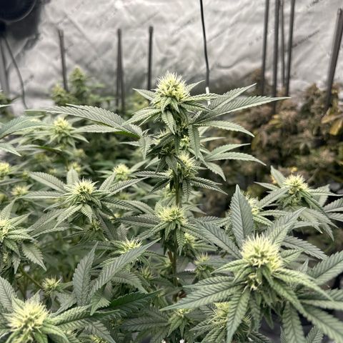 JD growlog timeline photo