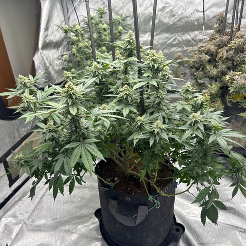 HR growlog timeline photo