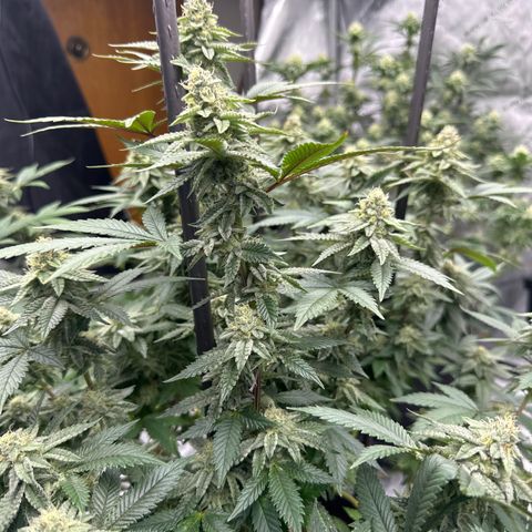 HR growlog timeline photo
