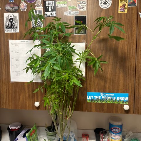 TJ #5 growlog timeline photo