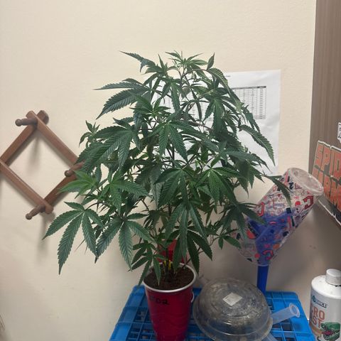 JD2 growlog timeline photo