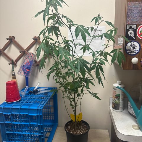 PY growlog timeline photo
