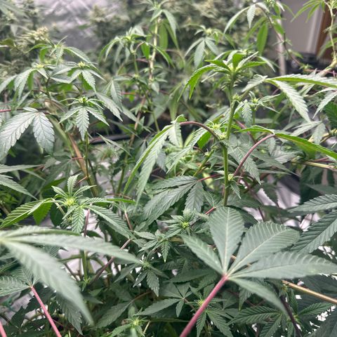 BB growlog timeline photo