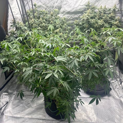 BB growlog timeline photo