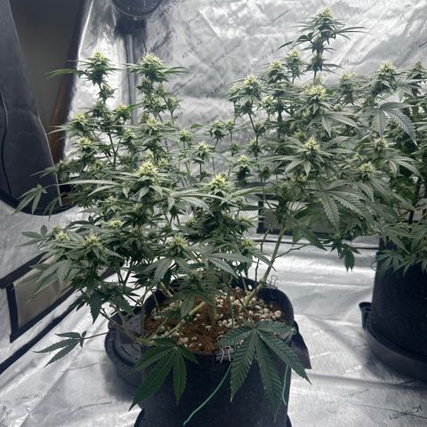 JD growlog timeline photo