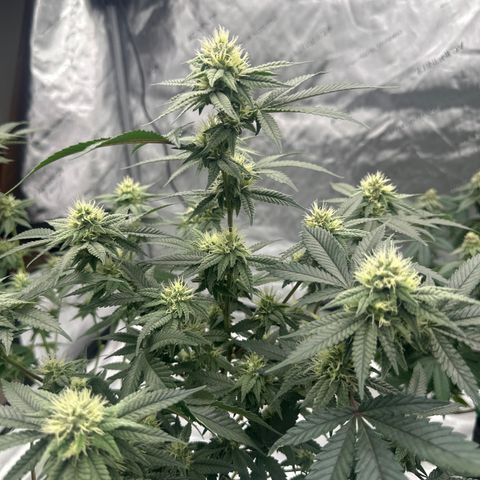 JD growlog timeline photo