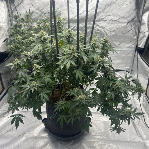 HR growlog timeline photo