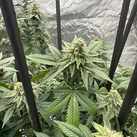 HR growlog timeline photo