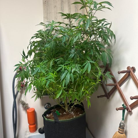 RMB2 growlog timeline photo