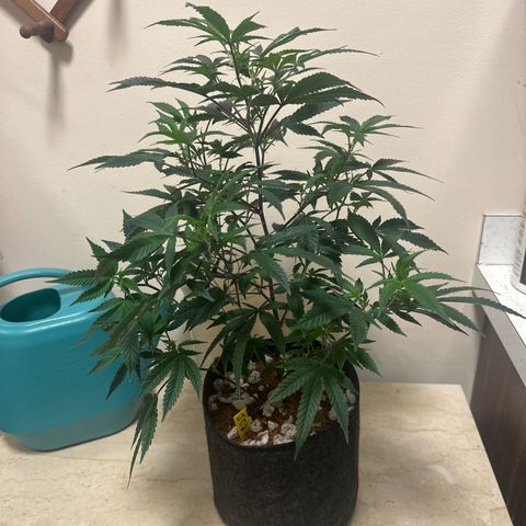 JD2 growlog timeline photo