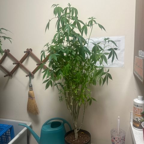 TJ #5 growlog timeline photo