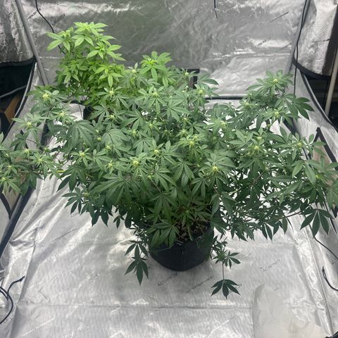 BB growlog timeline photo