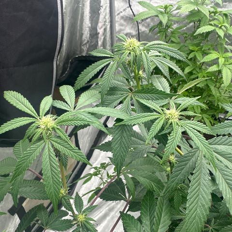BB growlog timeline photo