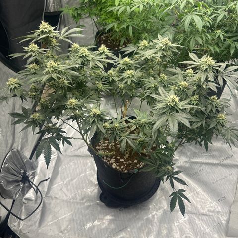 JD growlog timeline photo