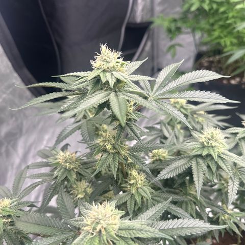 JD growlog timeline photo