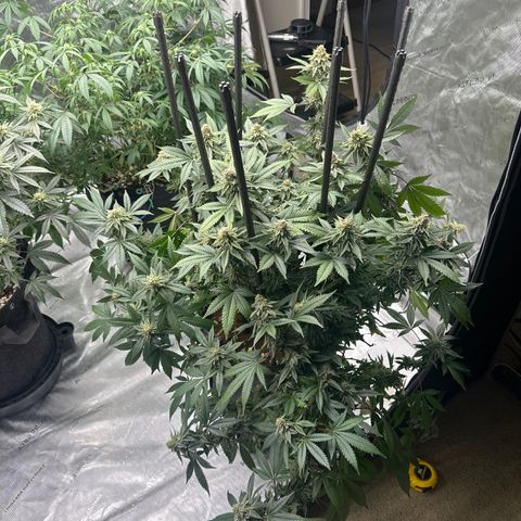 HR growlog timeline photo
