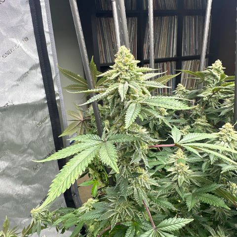 HR growlog timeline photo