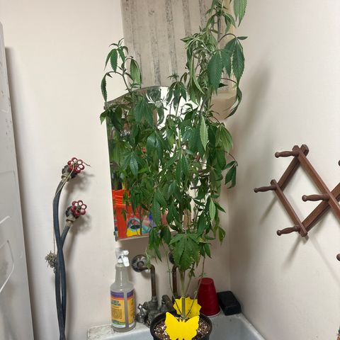 PY growlog timeline photo