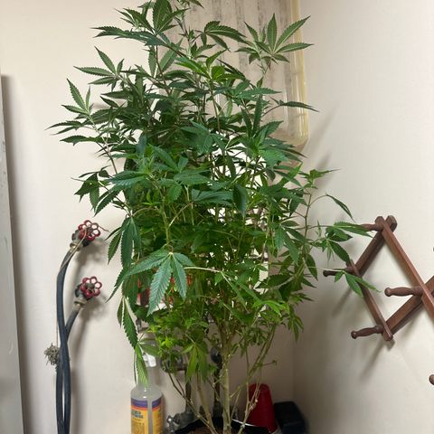 HR2 growlog timeline photo