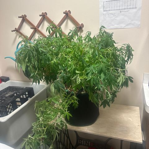 RMB2 growlog timeline photo