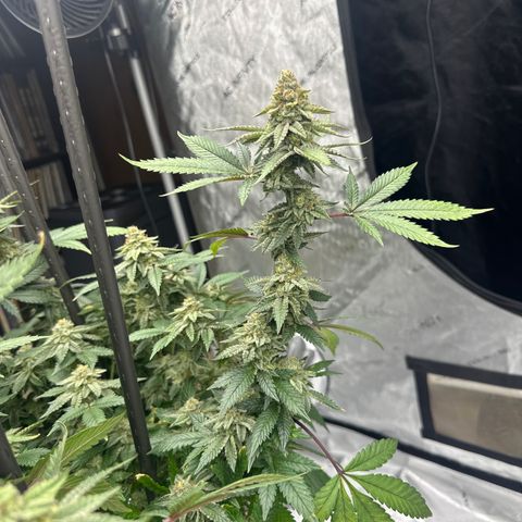 HR growlog timeline photo