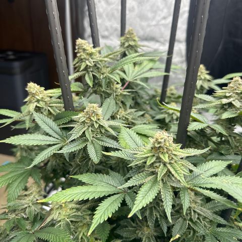 HR growlog timeline photo