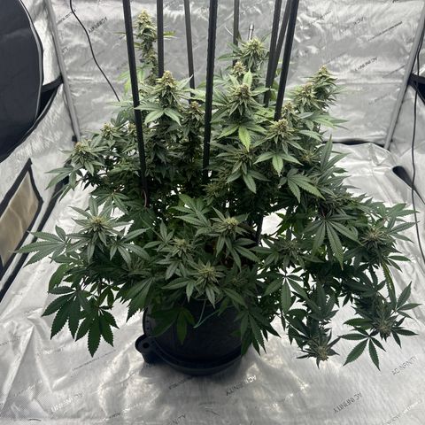 HR growlog timeline photo