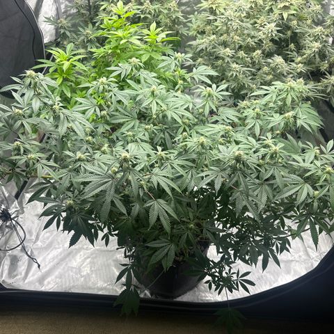 BB growlog timeline photo