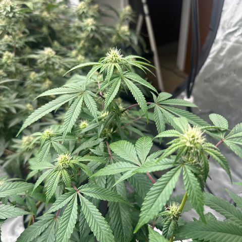 BB growlog timeline photo