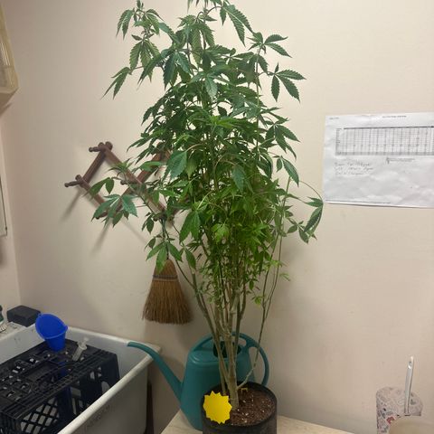 TJ #5 growlog timeline photo