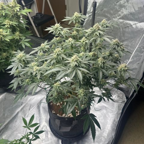 JD growlog timeline photo