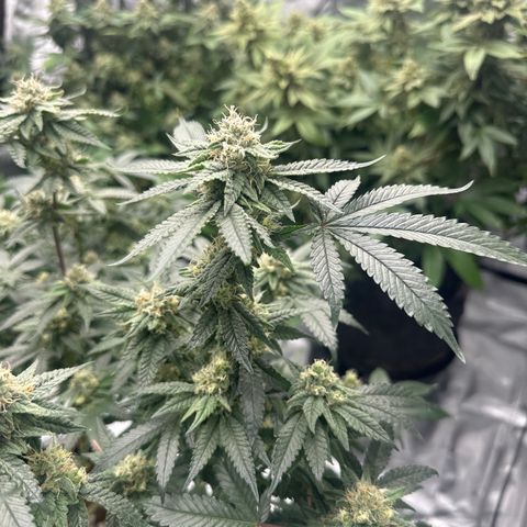 JD growlog timeline photo
