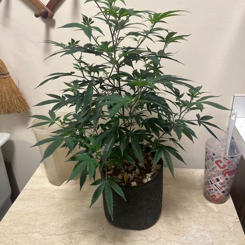 JD2 growlog timeline photo