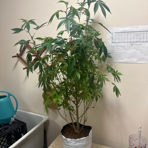 HR2 growlog timeline photo