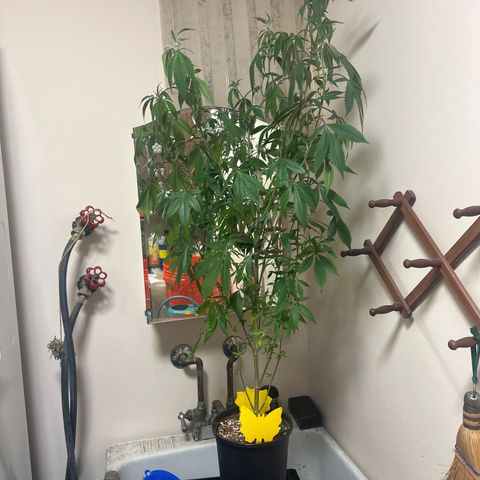 PY growlog timeline photo