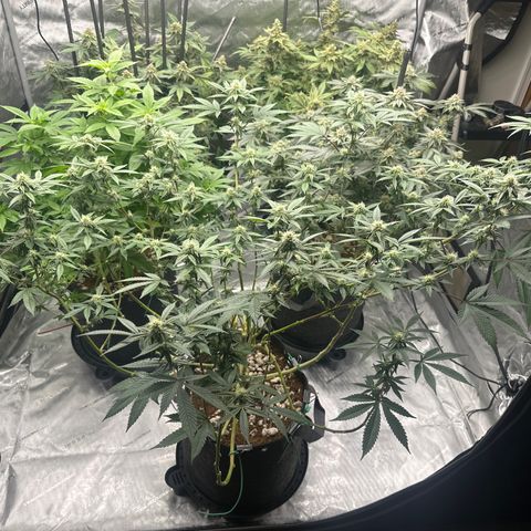 BB growlog timeline photo