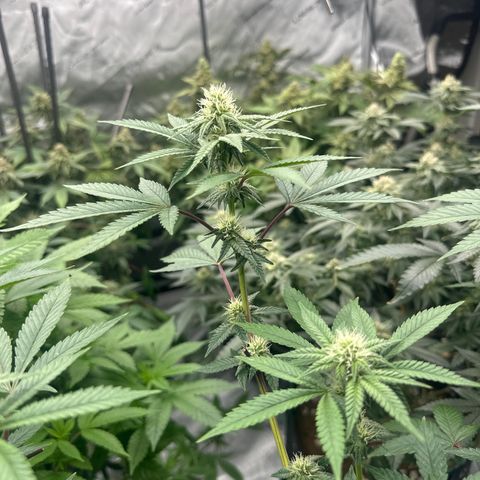 BB growlog timeline photo