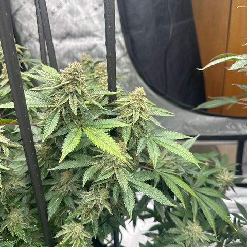 HR growlog timeline photo