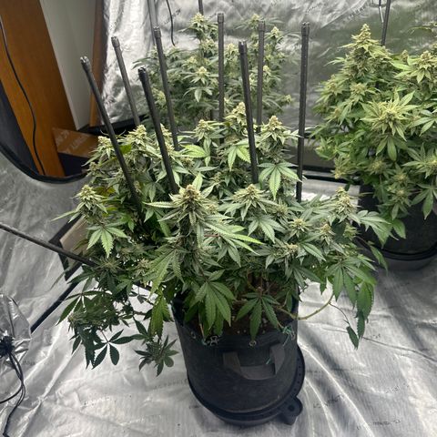 HR growlog timeline photo