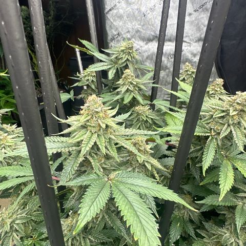 HR growlog timeline photo