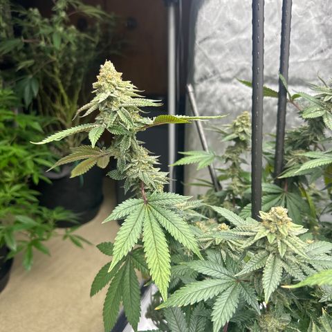 HR growlog timeline photo