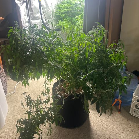 RMB2 growlog timeline photo