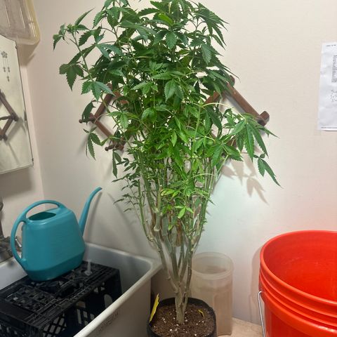 TJ #5 growlog timeline photo