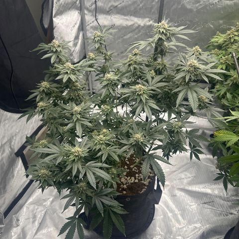 JD growlog timeline photo