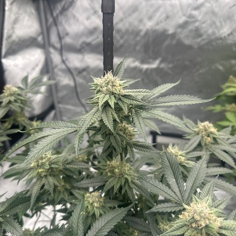 JD growlog timeline photo