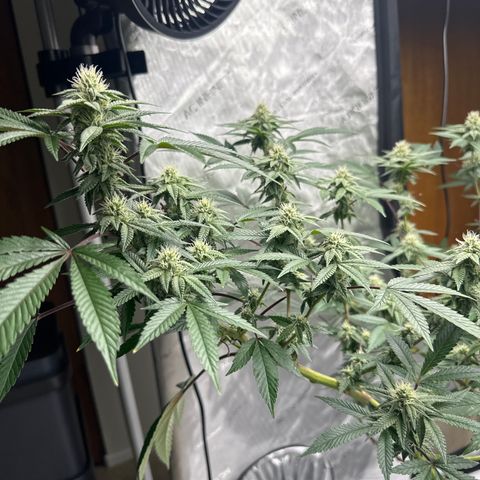 BB growlog timeline photo