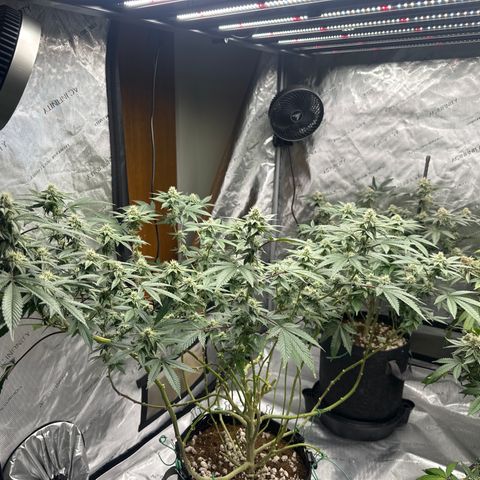BB growlog timeline photo